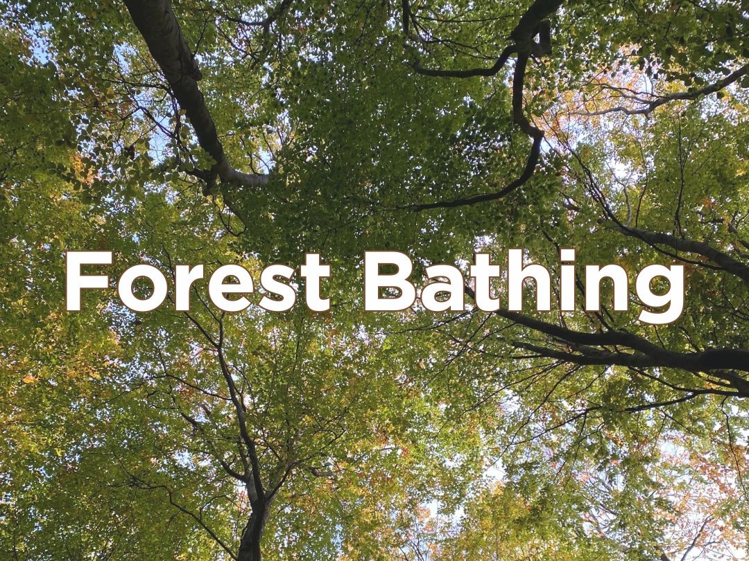 Forest Bathing Introductory Session at Queen Elizabeth Country Park